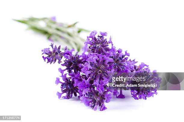 アロエラヴェンダー - lavender ストックフォトと画像