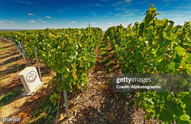 moet et chandon - moet et chandon vineyard stock pictures, royalty-free photos & images