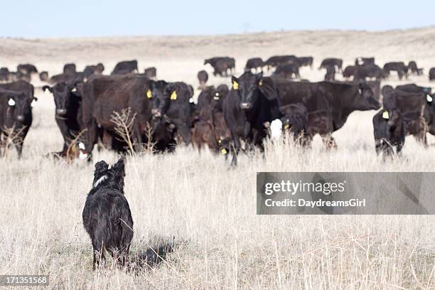 dog and cattle on open range - aberdeen angus bildbanksfoton och bilder