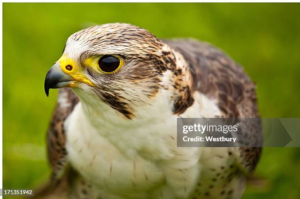 peregrine saker falcon - saker falcon falco cherrug stock pictures, royalty-free photos & images