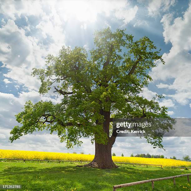 single oak at rape field - old tree stock pictures, royalty-free photos & images