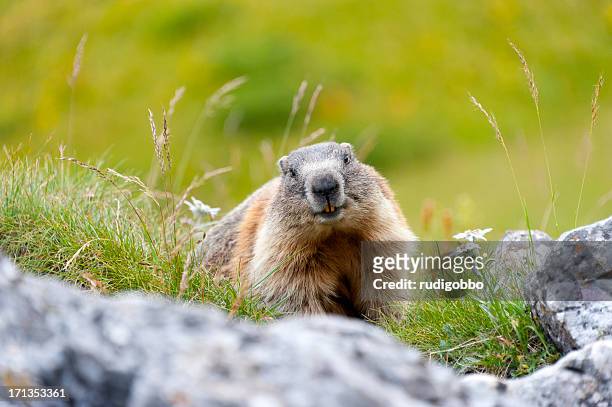 alpine marmot - woodchuck stock-fotos und bilder