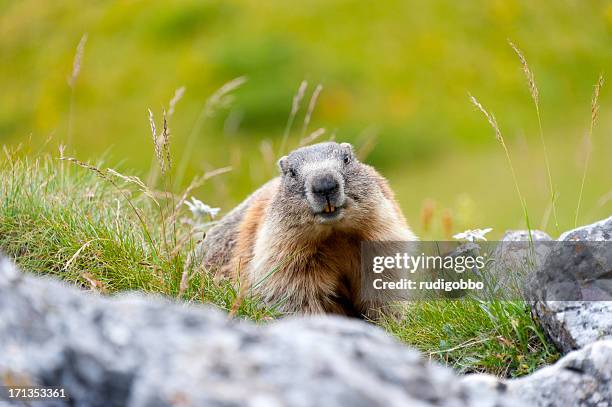 alpine marmot - groundhog stock pictures, royalty-free photos & images