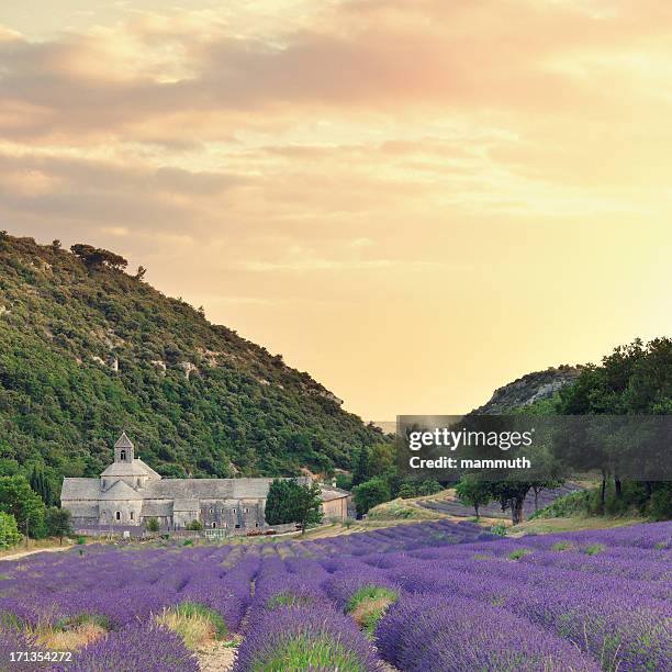 abbey mit blühender lavendel-feld in der dämmerung - languedoc rousillon stock-fotos und bilder