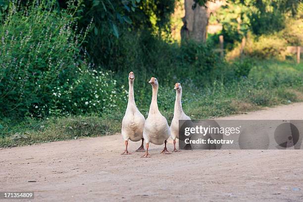 three gooses walking on the road - three animals stock pictures, royalty-free photos & images