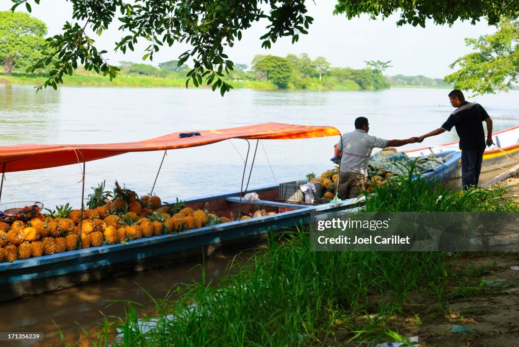 Pineapple shipment in Mompos, Colombia