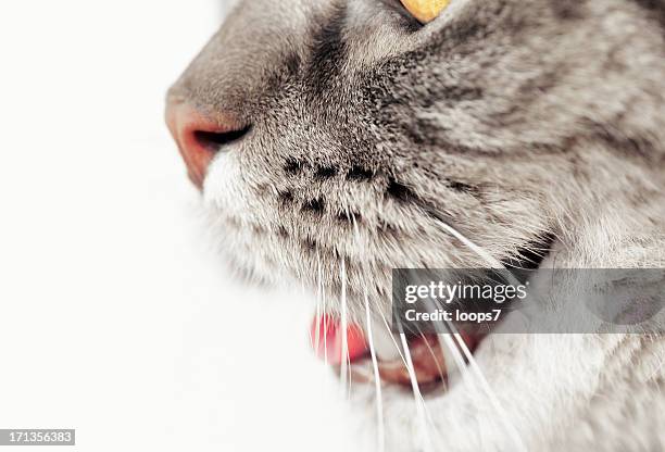 feline - animal tongue stock pictures, royalty-free photos & images