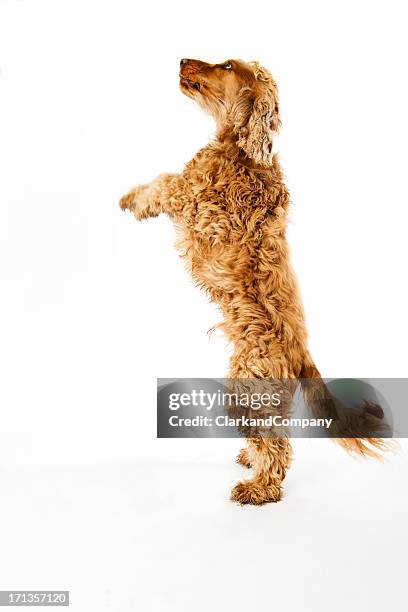 spaniel - shaggy fur fotografías e imágenes de stock