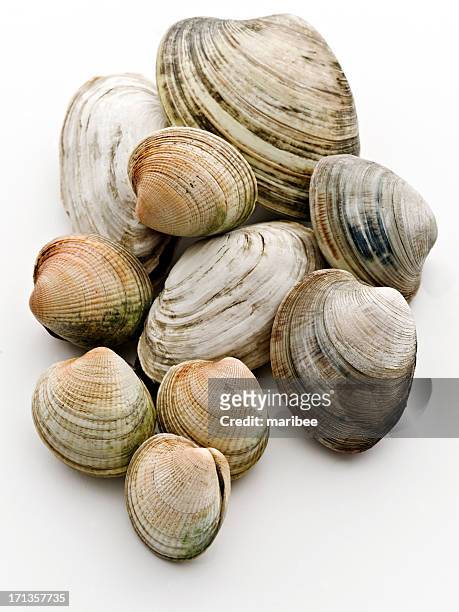 clams assortment - kokkel stockfoto's en -beelden