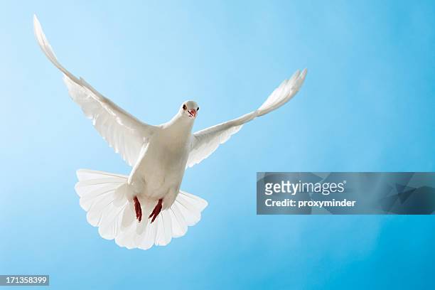 white dove mit ausgestreckten flügel auf blue sky - white pigeon stock-fotos und bilder