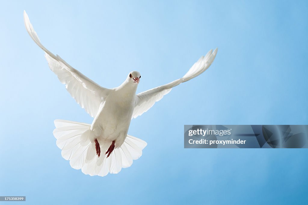 White dove with outstretched wings on blue sky