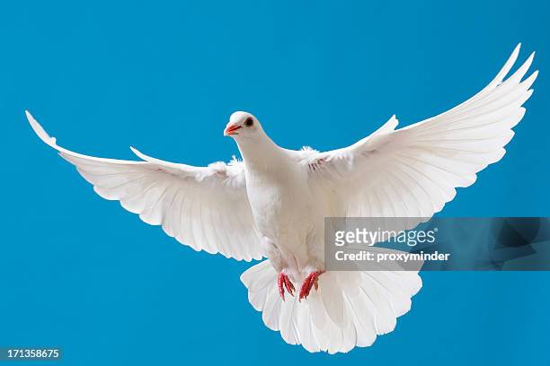 white dove mit ausgestreckten flügel auf blue sky - white pigeon stock-fotos und bilder