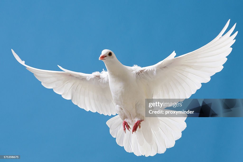 White dove に翼を広げるには、ブルースカイ