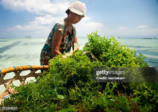 seaweed farming - seaweed stock pictures, royalty-free photos & images