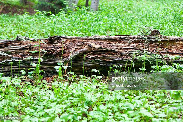 Decaying Forest Photos and Premium High Res Pictures - Getty Images