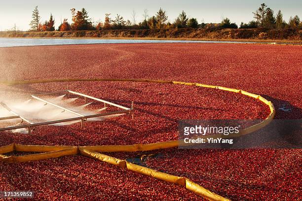 moosbeeren-farm ernten für thanksgiving-hz - cranberry harvest stock-fotos und bilder