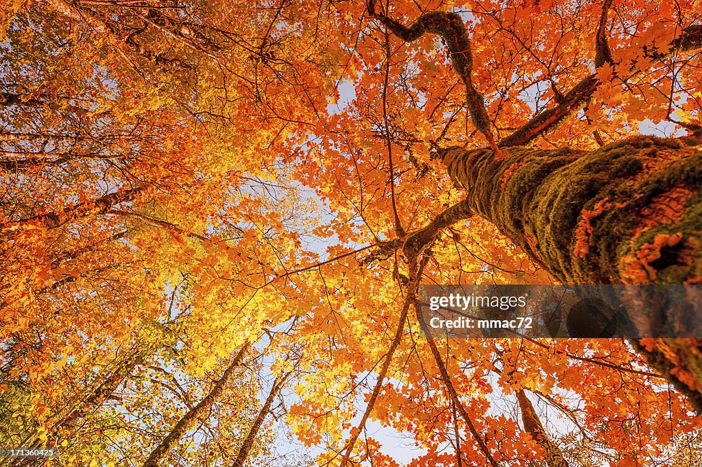 Autumn Tree