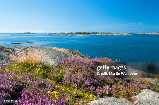 swedish heather - archipelago sweden stock pictures, royalty-free photos & images