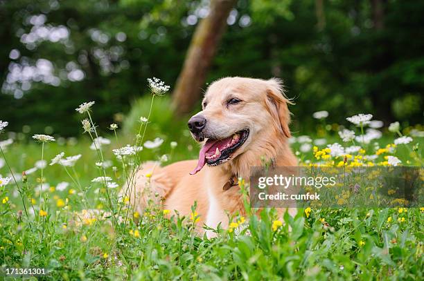 unter den blumen - golden retriever stock-fotos und bilder