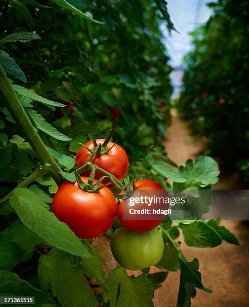 tomatoes - tomato vine stock pictures, royalty-free photos & images