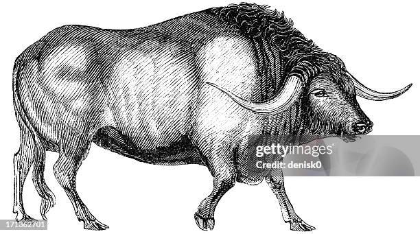 Ox Shape 2,437 Ox Illustration High Res Illustrations - Getty Images