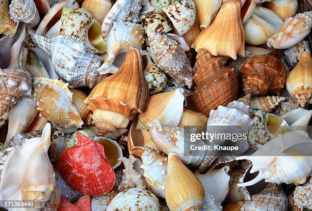 Wa Shells 37,539 Seashell Stock Photos, High-Res Pictures, and Images - Getty Images
