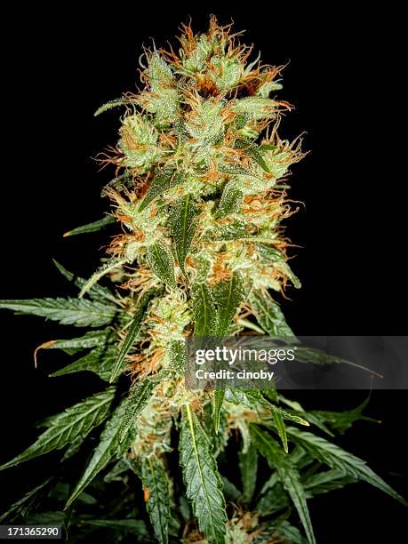 cannabis bud - haze &amp; skunk - trichome stock pictures, royalty-free photos & images