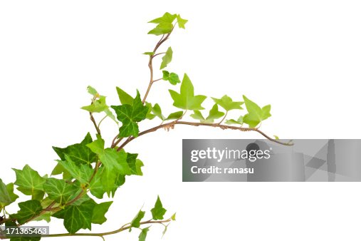 Ivy Ivy