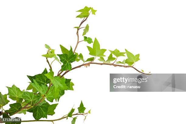 ivy - leaf isolated stock pictures, royalty-free photos & images