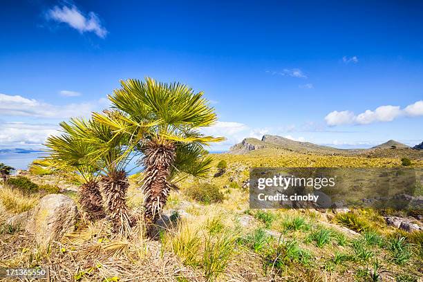 coastal mountain of majorca ( spain ) - waaierpalm stockfoto's en -beelden