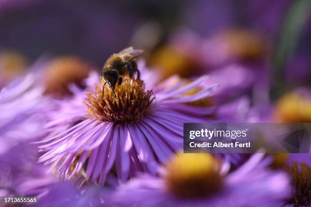 aster with bee - september garden stock pictures, royalty-free photos & images