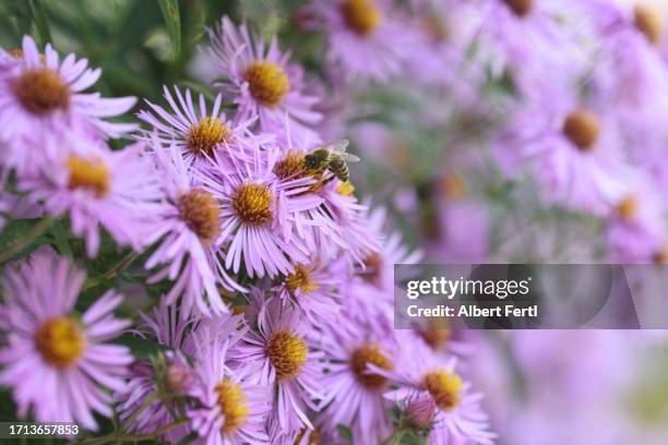 aster with bee - aster stock pictures, royalty-free photos & images