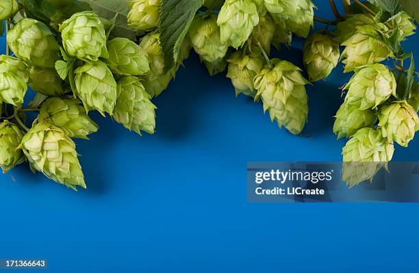 hops - freshly harvested - hops crop stock pictures, royalty-free photos & images