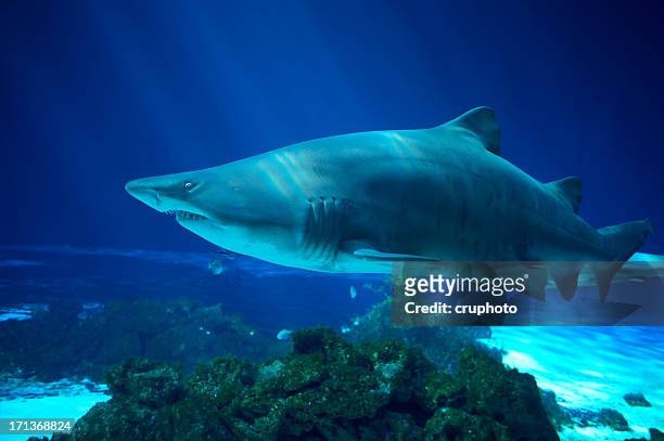 sand tiger shark - carcharias taurus - sand tiger shark stock pictures, royalty-free photos & images