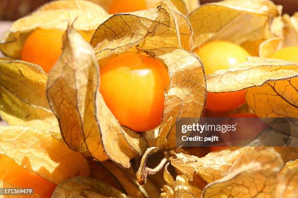 physalis peruviana - pejft stock pictures, royalty-free photos & images