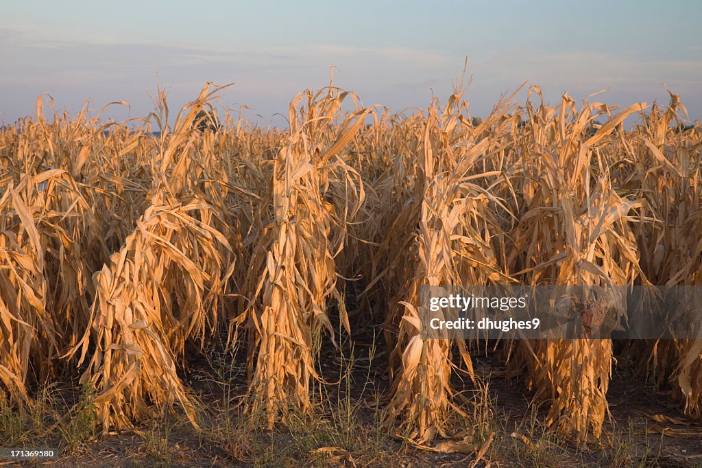 Dürre-Kranken Mais in Missouri, USA