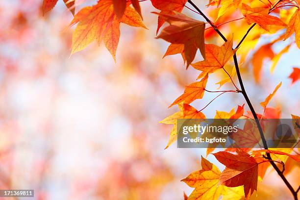 herbstliche farben - maple leaf stock-fotos und bilder