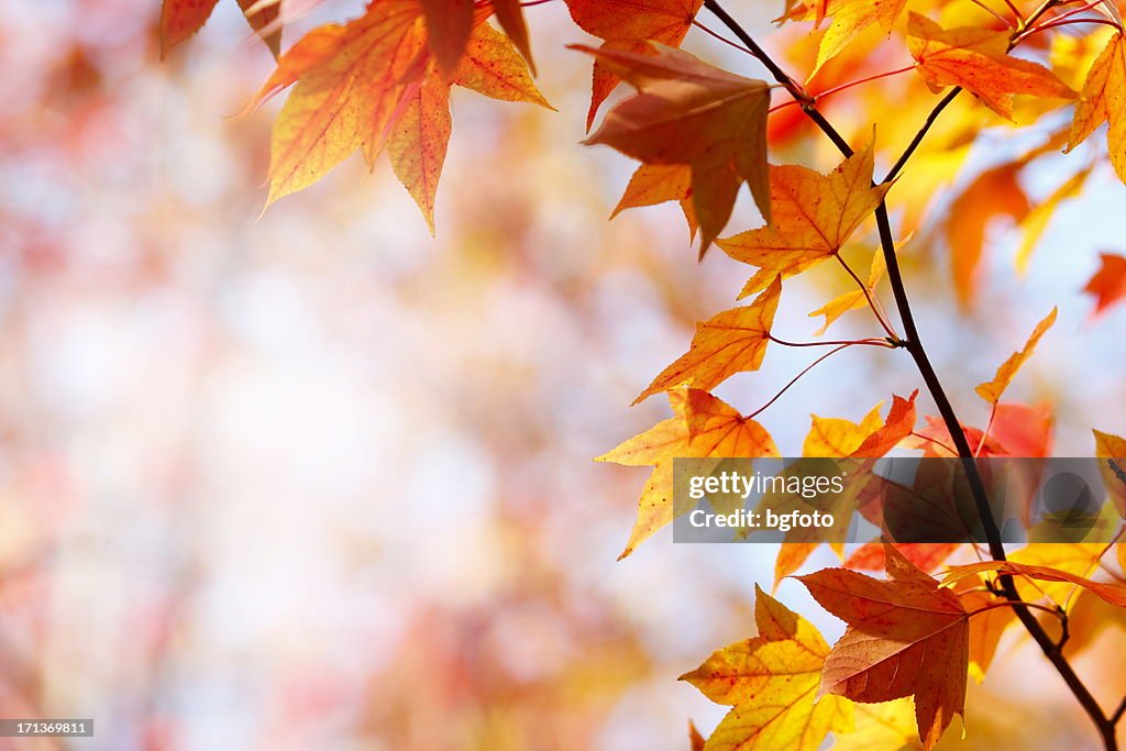 Couleurs de l'automne