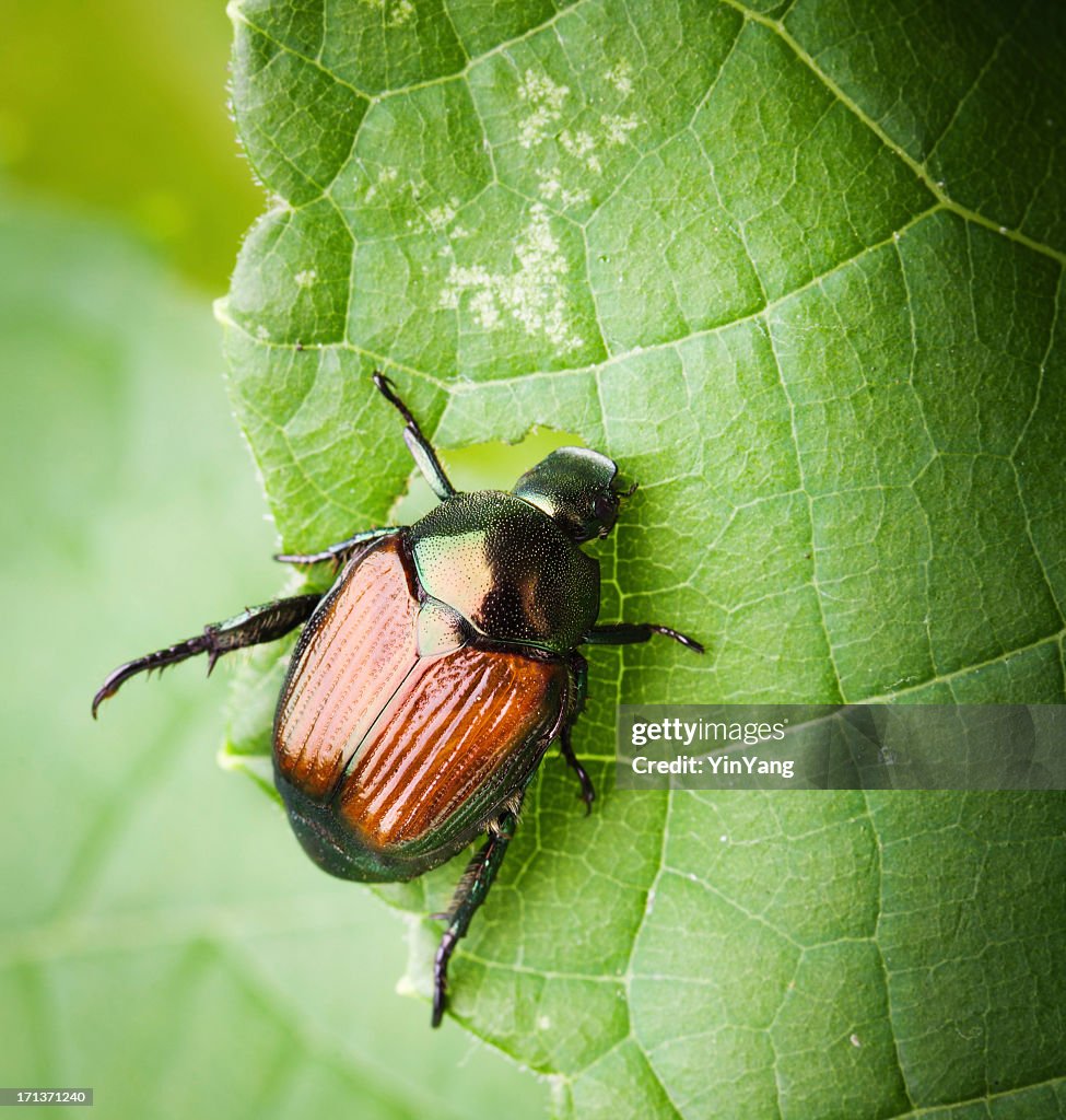 Macro of a Japanese Beetle Eating Leaves