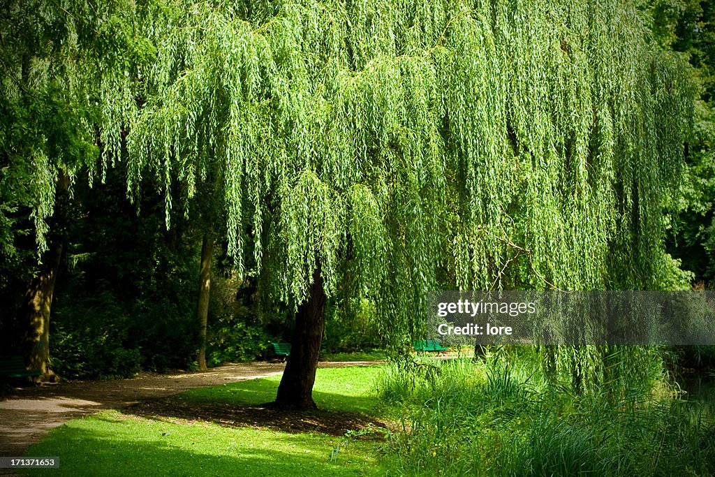 Weeping Willow