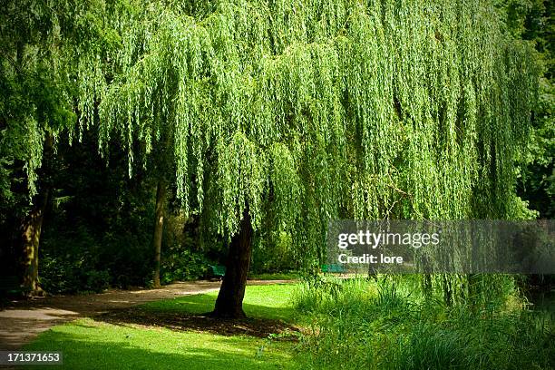 weeping willow - willow stock pictures, royalty-free photos & images