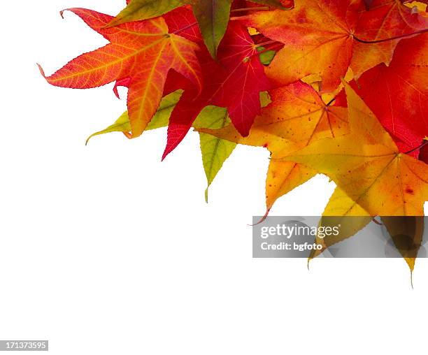 Fall Frame Corner Fall Corner Border Photos and Premium High Res Pictures - Getty Images