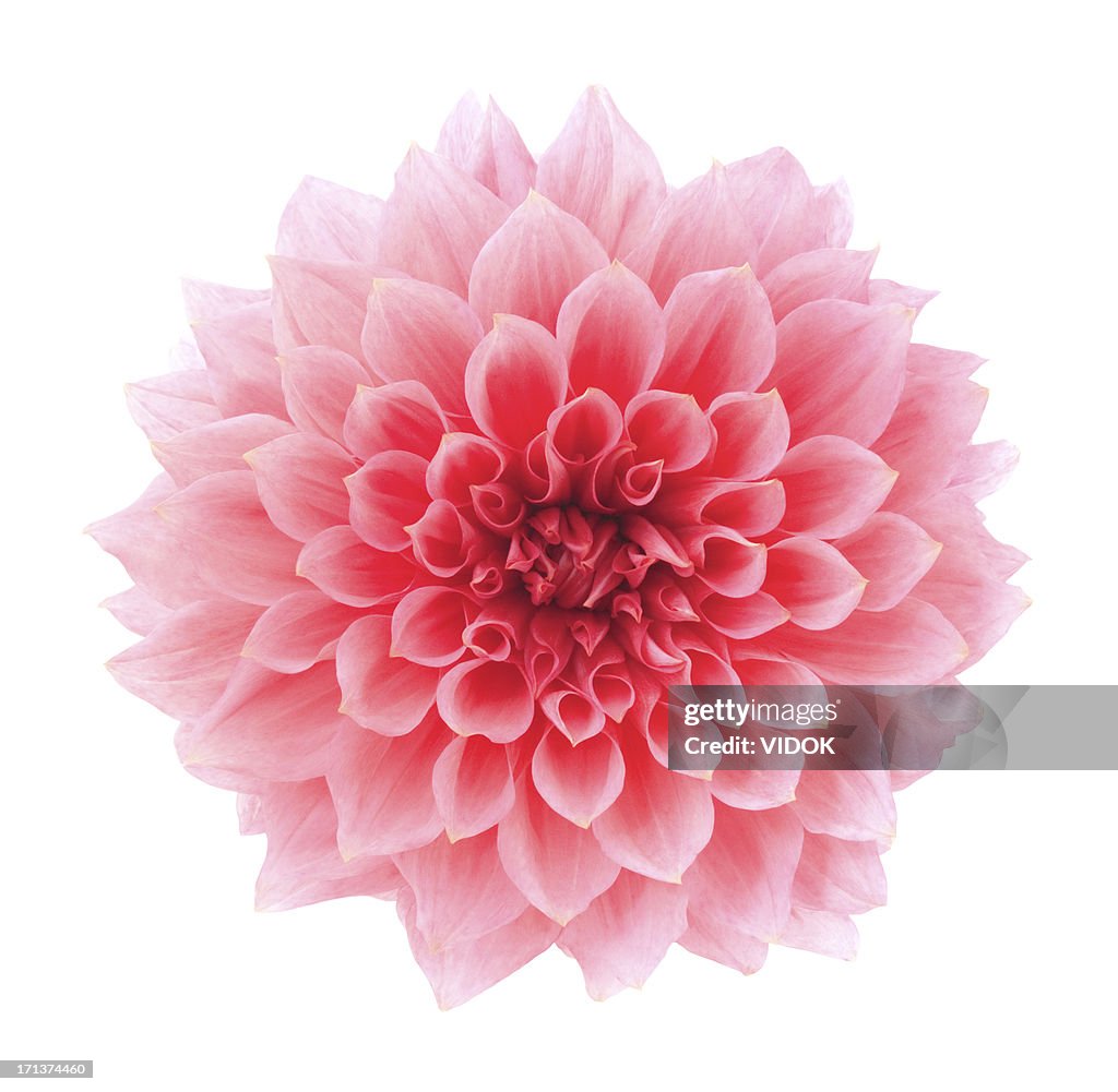 Dahlia