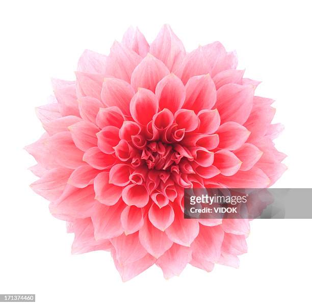 dahlia - pink colour stock pictures, royalty-free photos & images