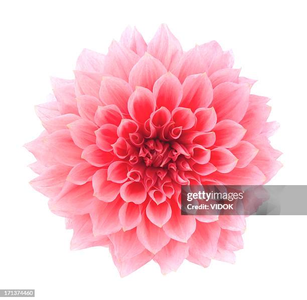 dahlia - dahlia stock pictures, royalty-free photos & images