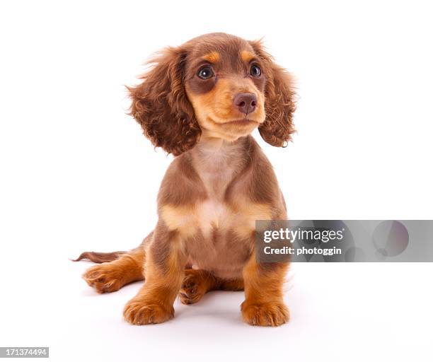 dachshund cachorrinho sentado para baixo - puppy imagens e fotografias de stock