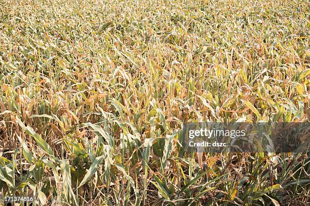Effected Field 10,784 Drought Crops Stock Photos, High-Res Pictures, and Images ...