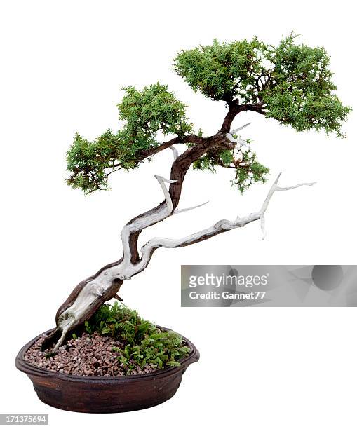 juniper bonsai tree on white - small juniper stock pictures, royalty-free photos & images