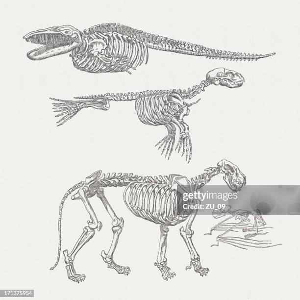 skeleton of whale, harbor seal, lion and bat, published 1875 - cat skeleton 幅插畫檔、美工圖案、卡通及圖標