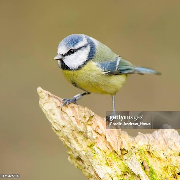 blue tit (cyanistes caeruleus) - bluetit stock pictures, royalty-free photos & images